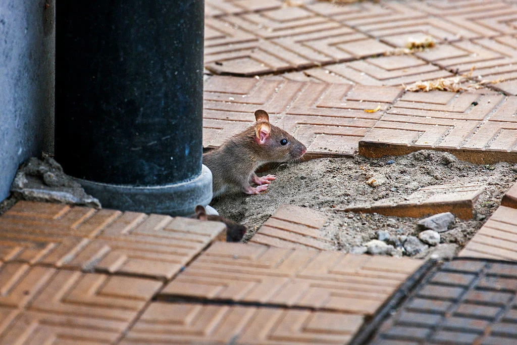 Szczury znacznie rozmnożyły się w Poznaniu. Miasto apeluje, by nie zostawiać jedzenia w miejscach publicznych, ponieważ stanowią przyciągają nie tylko ptaki ale również gryzonie.