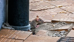 Plaga szczurów w Poznaniu. Miasto apeluje o współpracę
