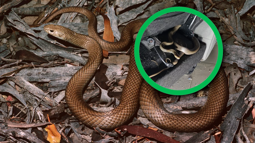 W jednym z domów na przedmieściach Brisbane w Australii pojawił się jadowity wąż. Nibykobra szczególnie upodobała sobie kanapę i postanowiła się w niej schować