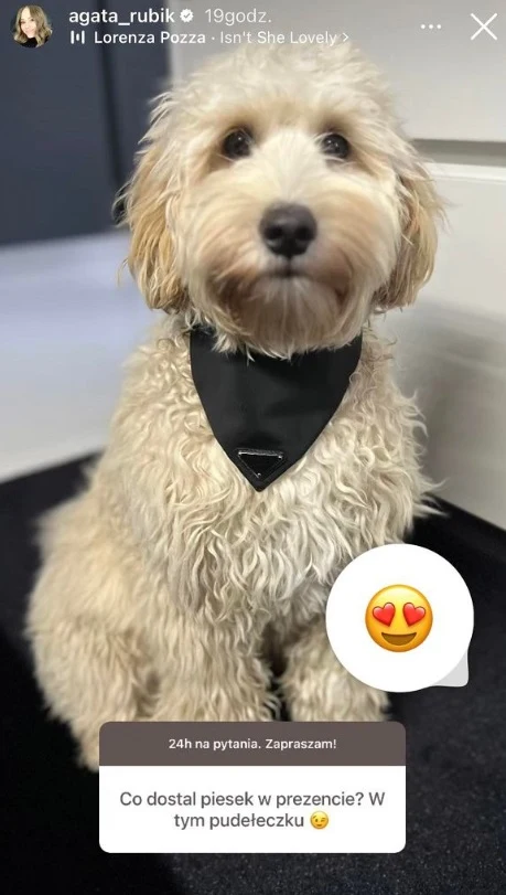 Agata Rubik pokazała, jaki prezent sprawiła swojemu psu. Cena przyprawia o ból głowy! Agata Rubik pokazała, jaki prezent sprawiła swojemu psu. Cena przyprawia o ból głowy!