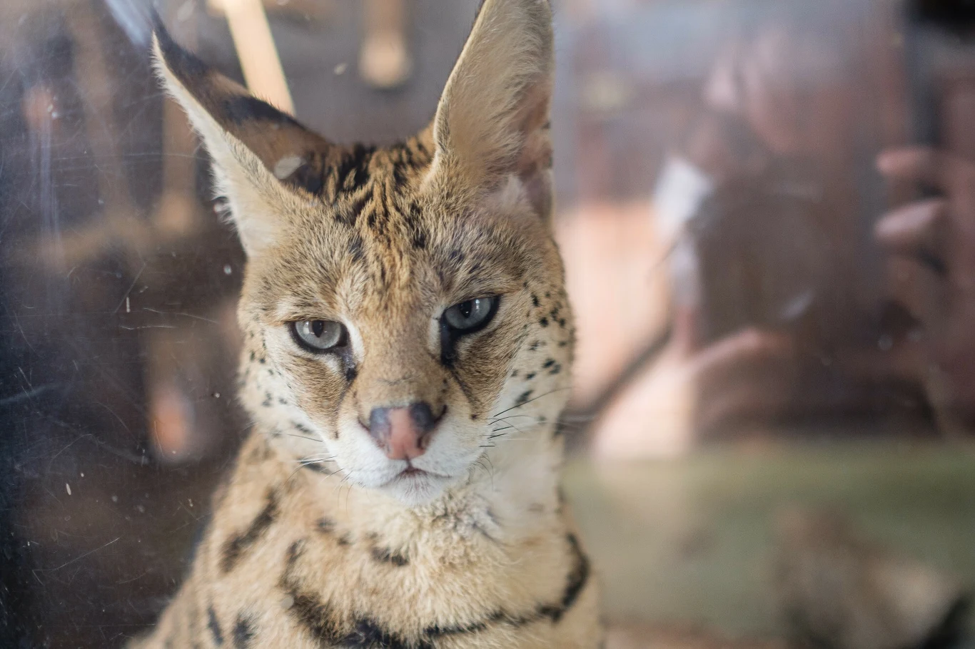 Serwal w warszawskim zoo Serwal w warszawskim zoo