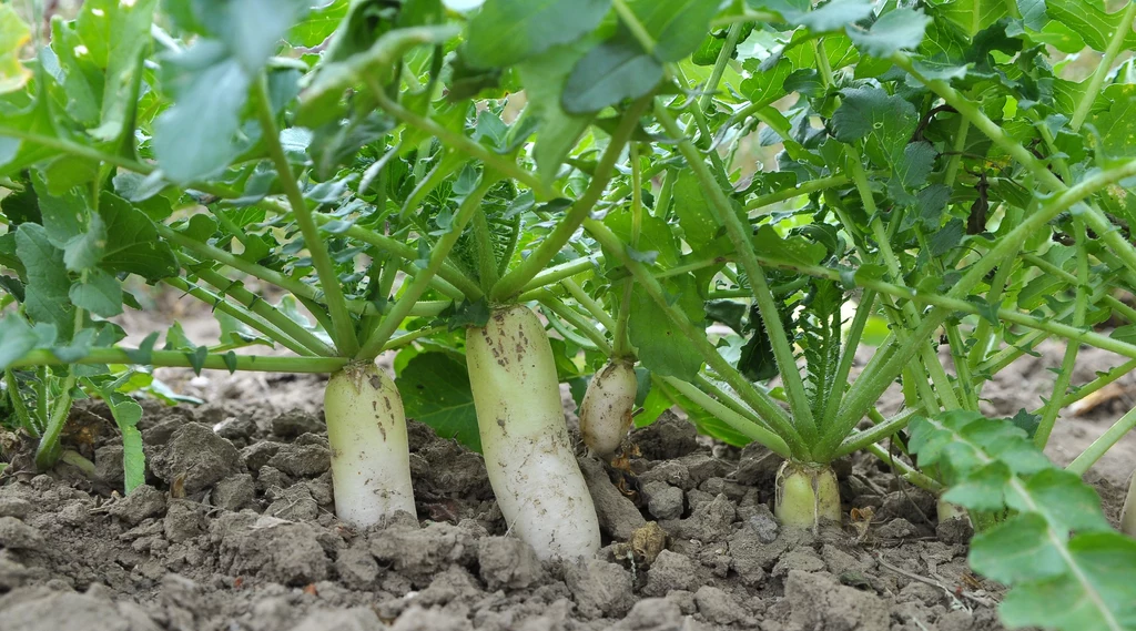 Dlaczego warto jeść daikon, czyli japońską rzodkiew?