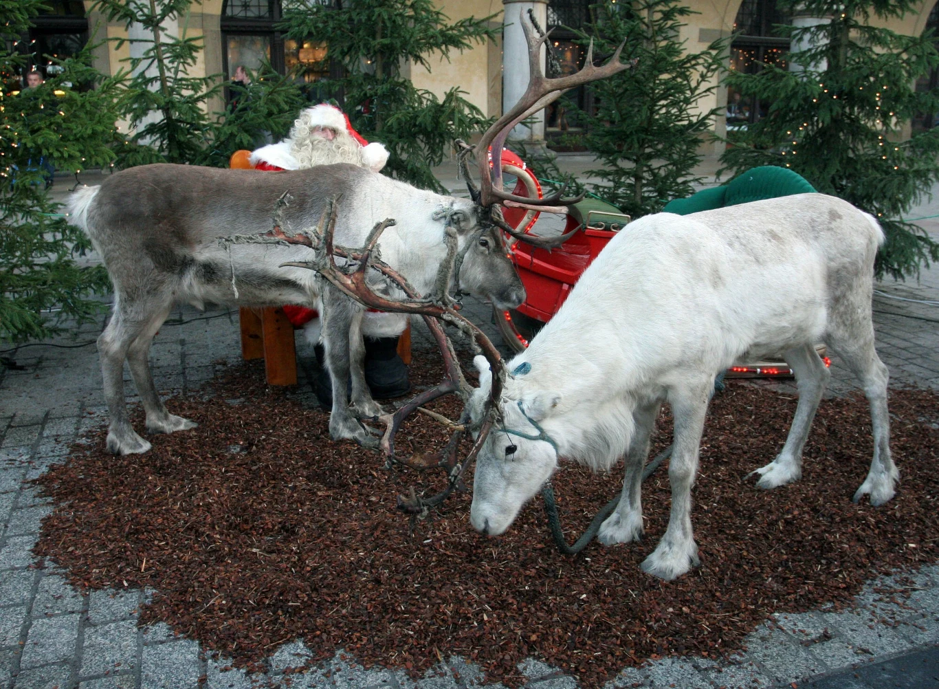 Renifery, które Marian Pędzimąż sprowadził do Zakopanego Renifery, które Marian Pędzimąż sprowadził do Zakopanego