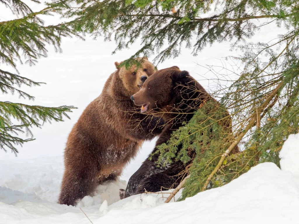 Nie tylko niedźwiedzie wybudziły się już z zimowego snu.