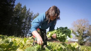 Miasta mogą wyżywić się same? Moje doświadczenie z Krakowską Farmą Miejską