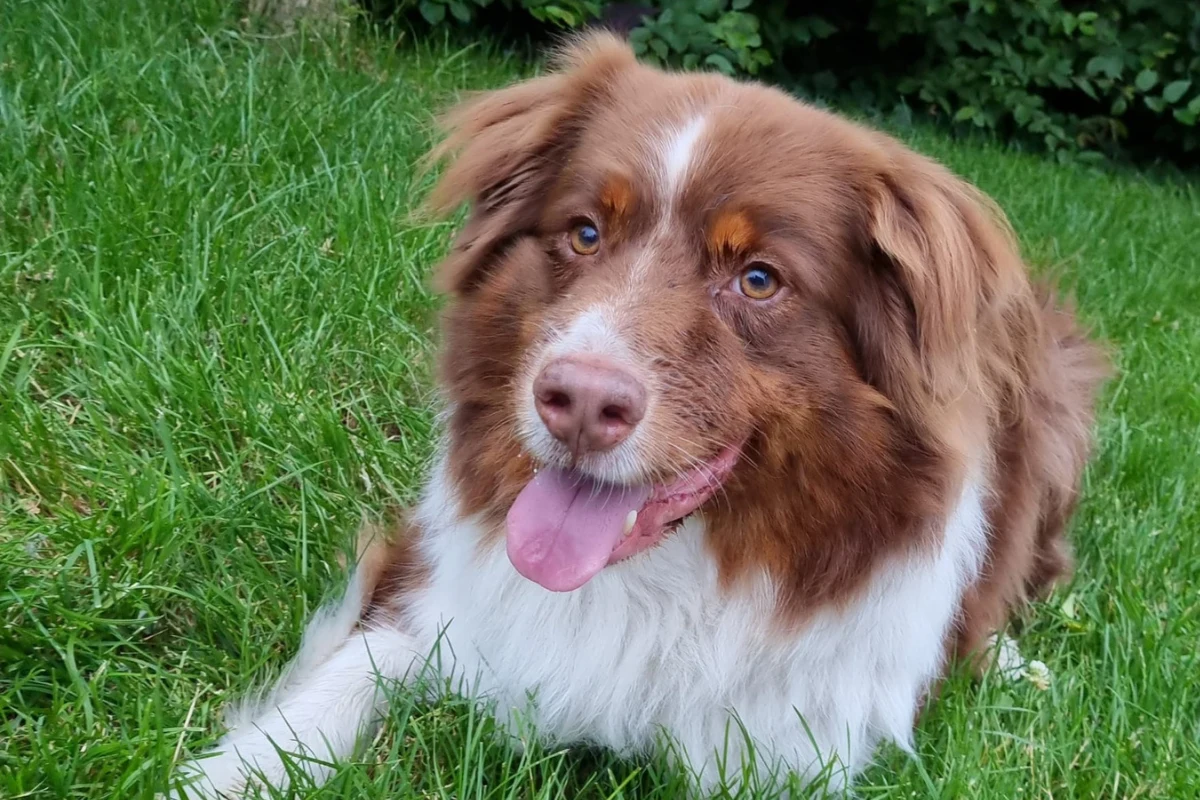 Czak - owczarek australijski Katarzyny Zdanowicz