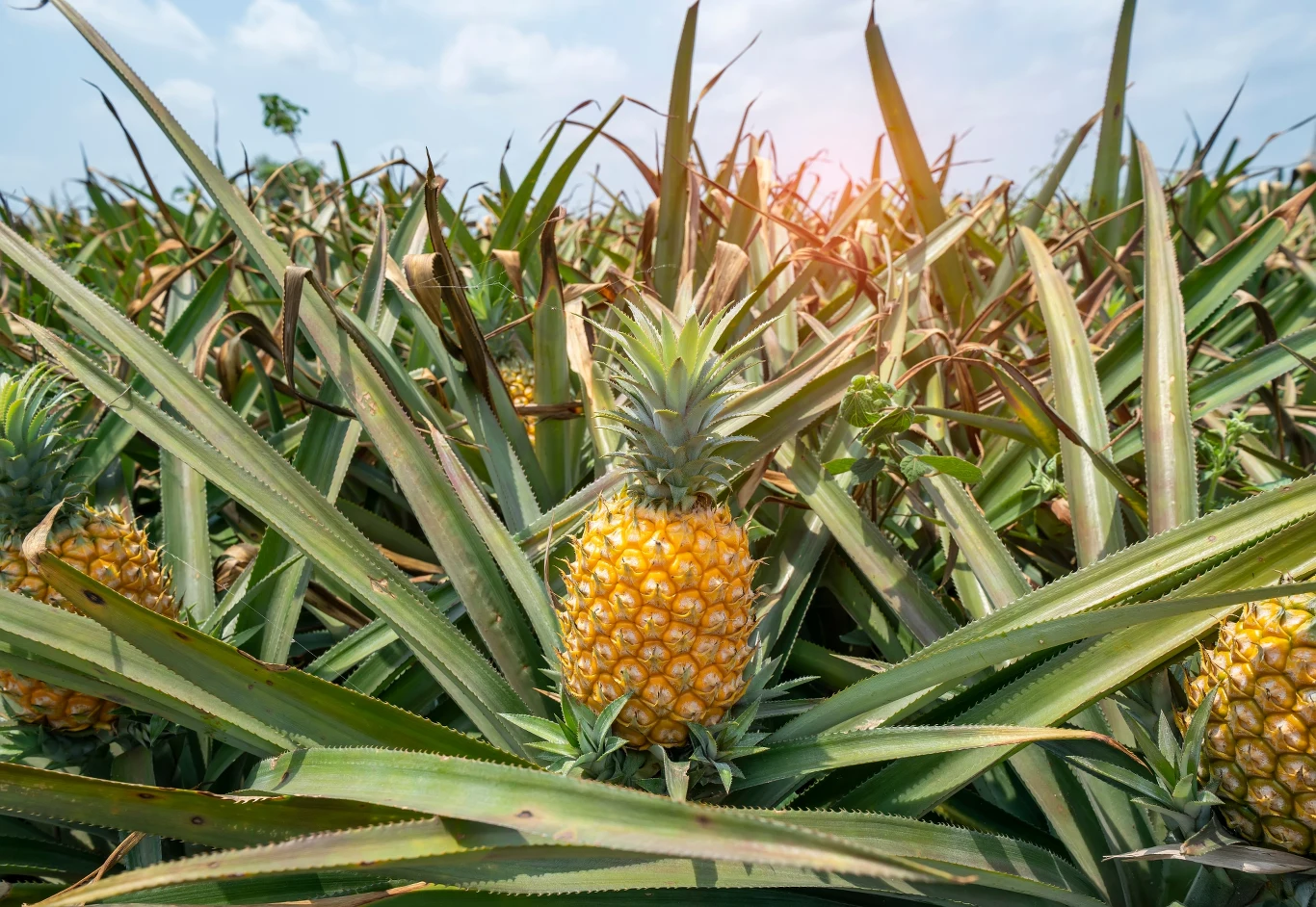 Naturalnie ananas występuje w Meksyku, Chinach, Tajlandii, na Hawajach, w Kostaryce, na Filipinach i w Brazylii