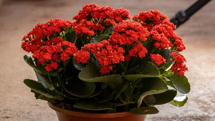 Kalanchoe to roślina, która kwitnie w grudniu.
