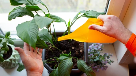 Jak podlewać skrzydłokwiat? Dzięki odpowiedniemu nawodnieniu może bujnie kwitnąć i wypuszczać nowe liście. 