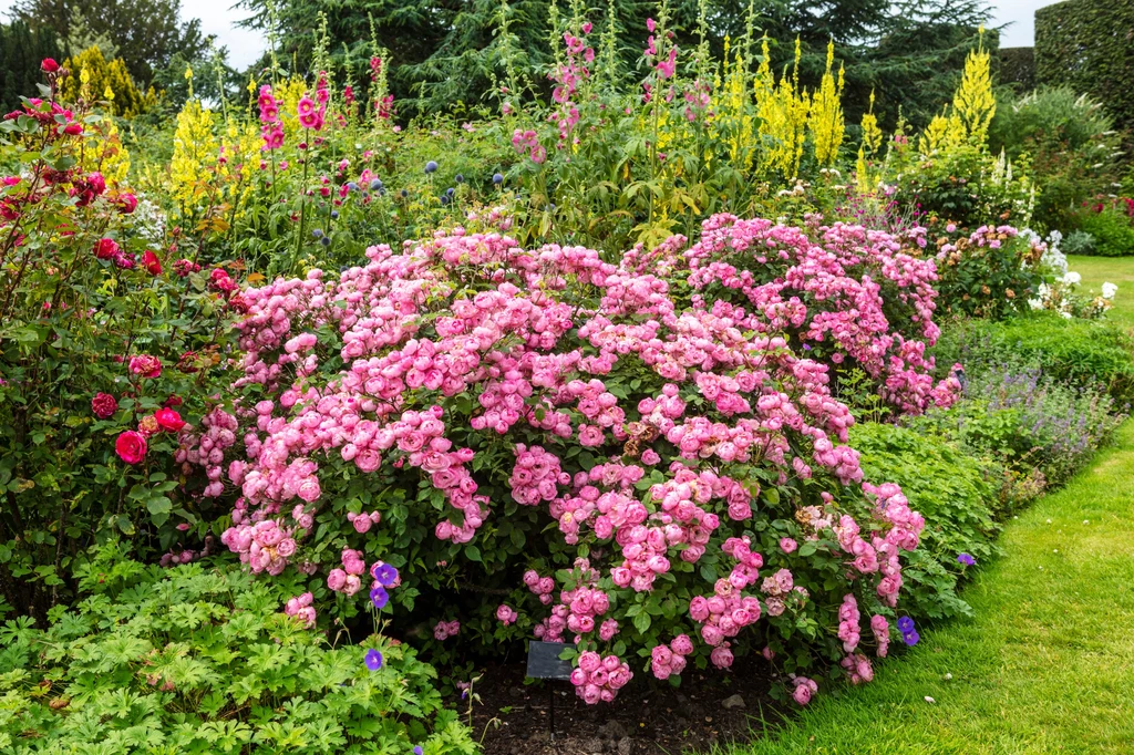 Uprawiaj róże, by zyskać spektakularny efekt w ogrodzie