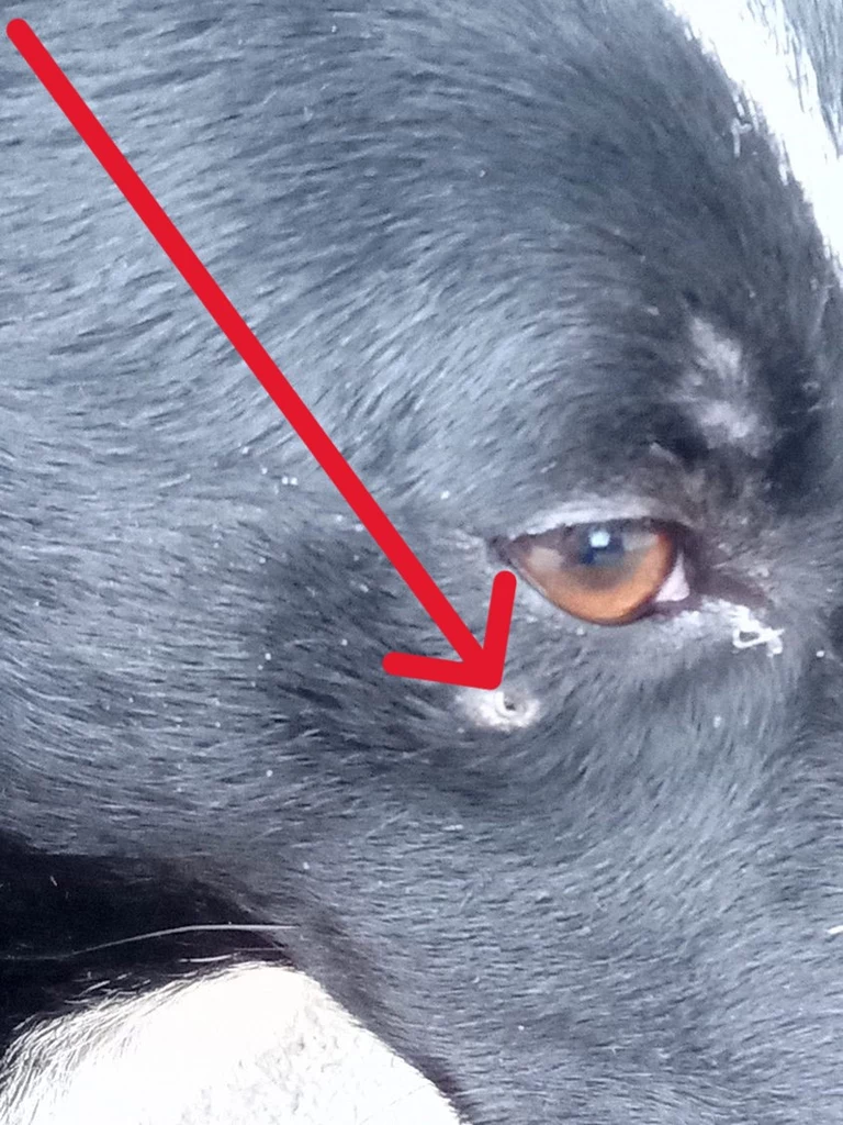 Śrut tkwiący pod okiem psa
