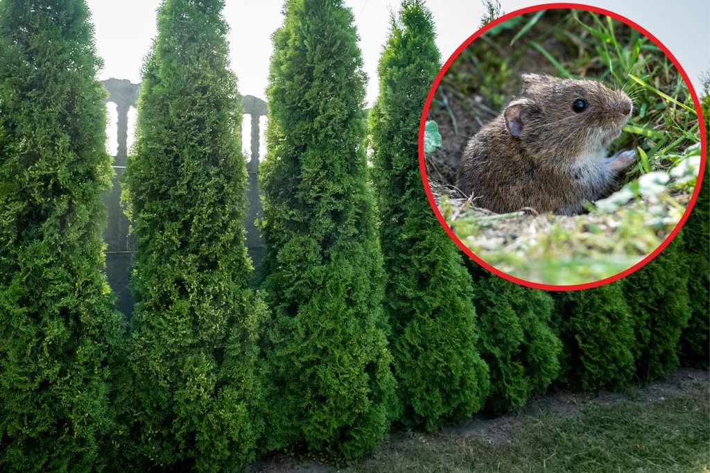 Co podgryza korzenie tui? Oto jakie szkodniki niszczą tuje