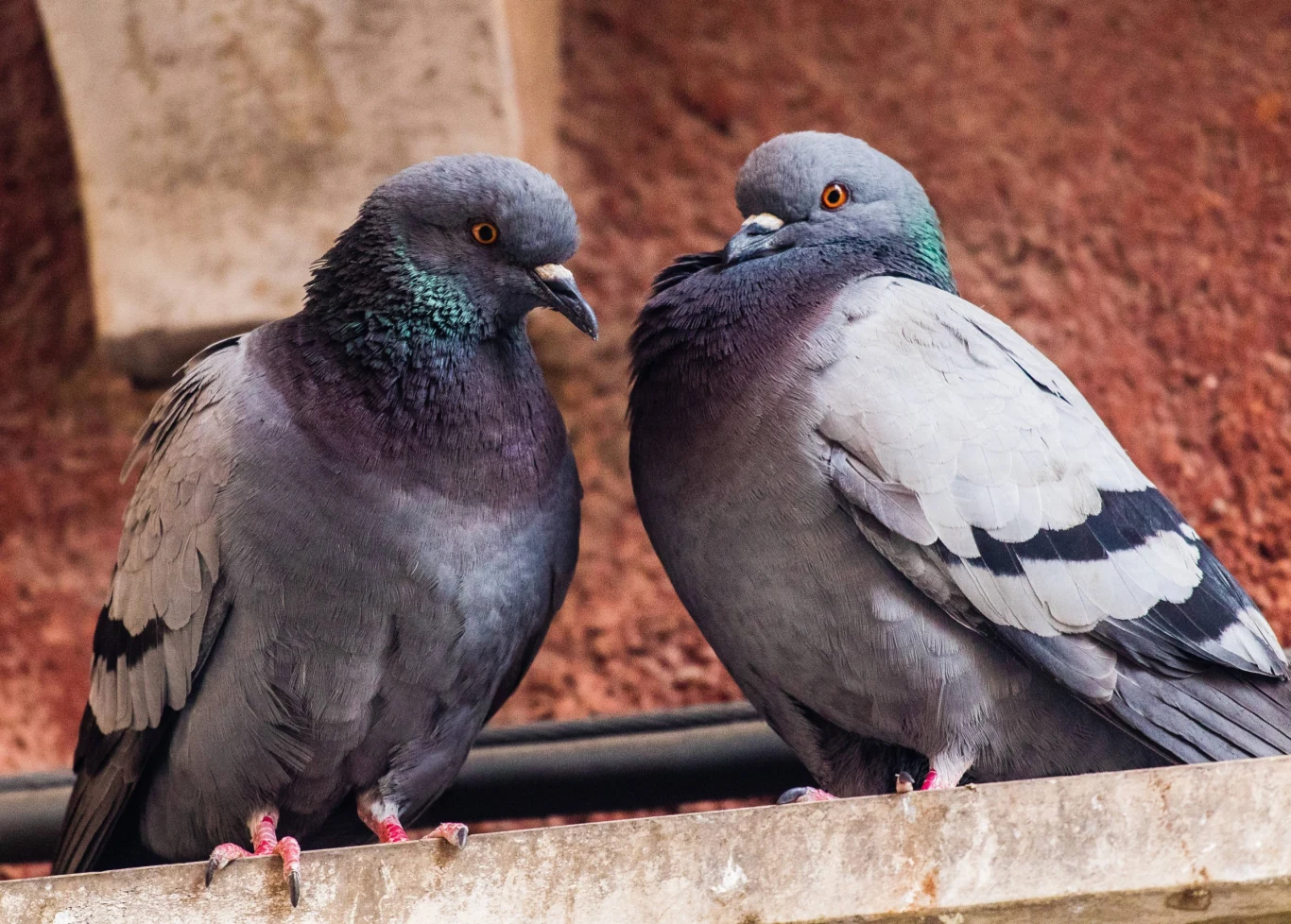Poznaj sposoby na to, jak pozbyć się gołębi z balkonu Poznaj sposoby na to, jak pozbyć się gołębi