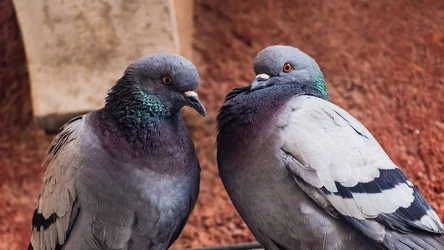 Chcesz pozbyć się gołębi z parapetu lub balkonu? Możesz to zrobić szybko i skutecznie domowymi sposobami