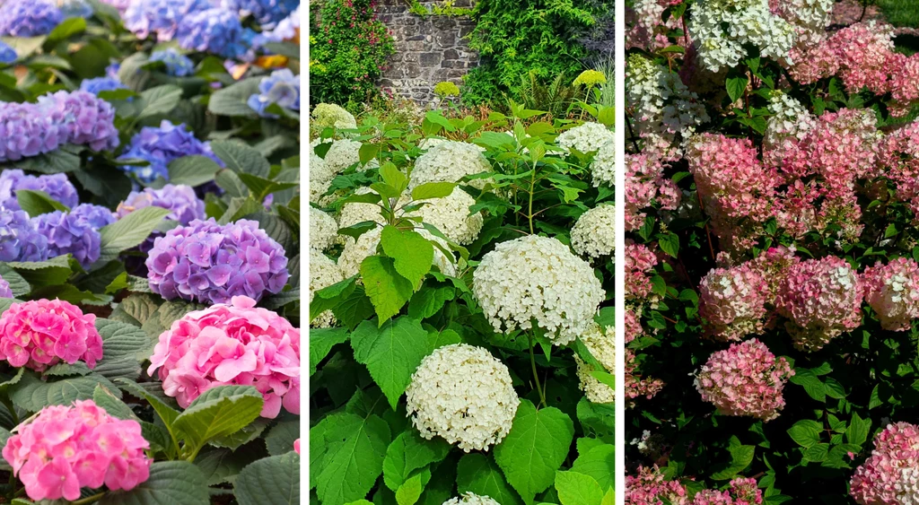 Hortensje ubarwią każdy ogród. Manipulując odczynem pH podłoża, można wpływać na kolor ich kwiatów (po lewej).