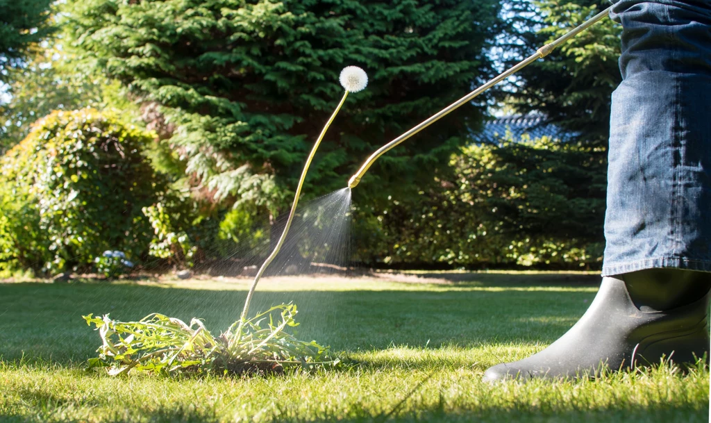 Na kleszcze w ogródku mogą pomóc naturalne opryski z czosnku lub cebuli.