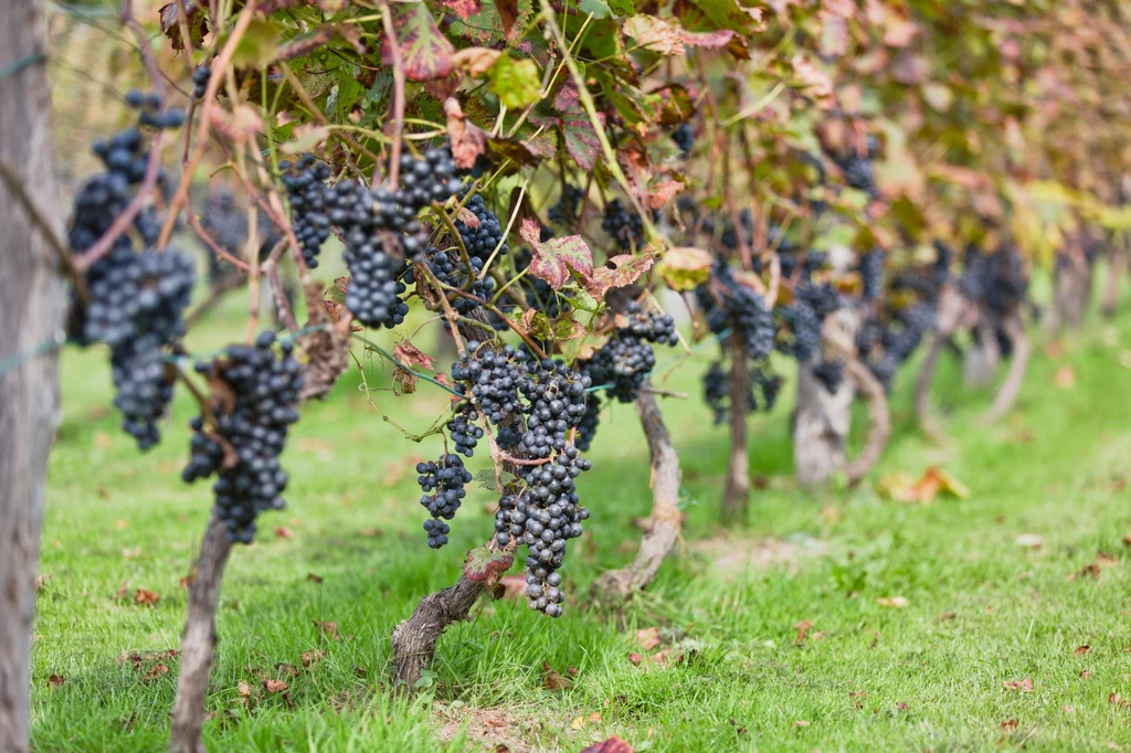 Z powodu zmian klimatu w Polsce coraz popularniejsza jest uprawa winogron i produkcja wina. Niestety cieplejszy klimat nie oznacza, że hodowla winorośli jest łatwa