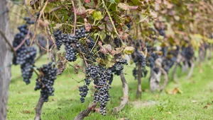 Z powodu zmian klimatu w Polsce coraz popularniejsza jest uprawa winogron i produkcja wina. Niestety cieplejszy klimat nie oznacza, że hodowla winorośli jest łatwa