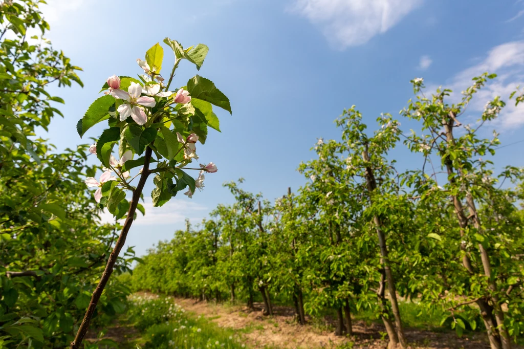 Mimo że Polska jest europejskim liderem w produkcji jabłek, to przez zmiany klimatu ich uprawa staje się coraz trudniejsza