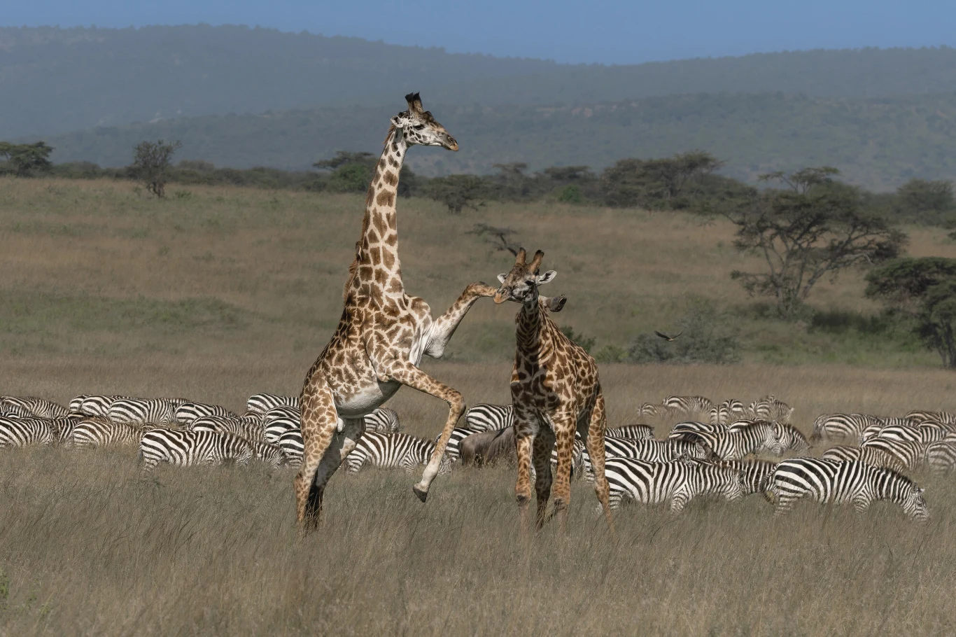 Serengeti National Park Serengeti National Park