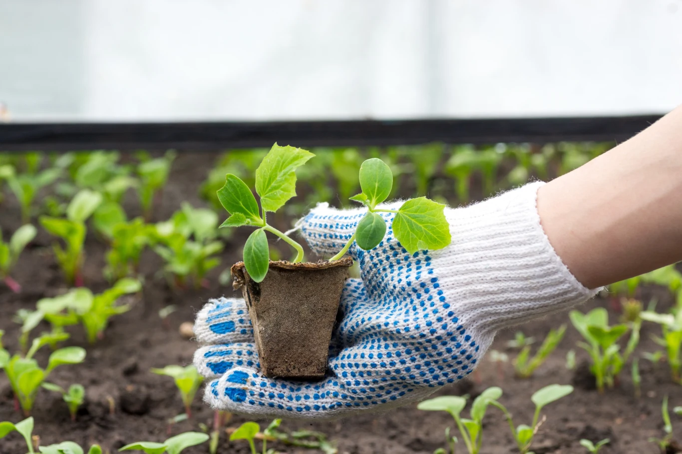 Przygotowanie rozsady jest bardzo łatwe.