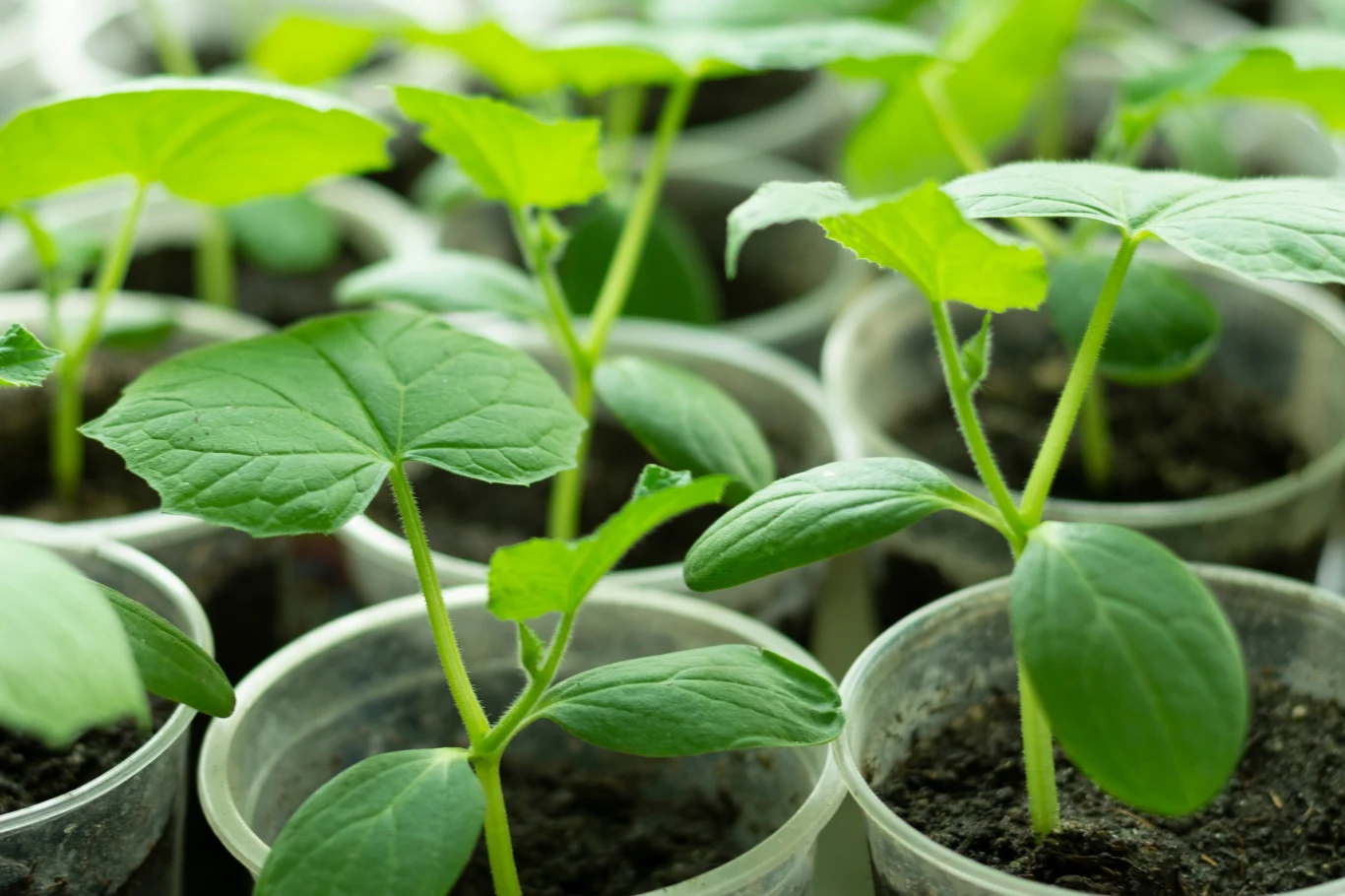 Nasza rozsada w doniczce powinna spędzić 4 tygodnie. Nasza rozsada w doniczce powinna spędzić 4 tygodnie.