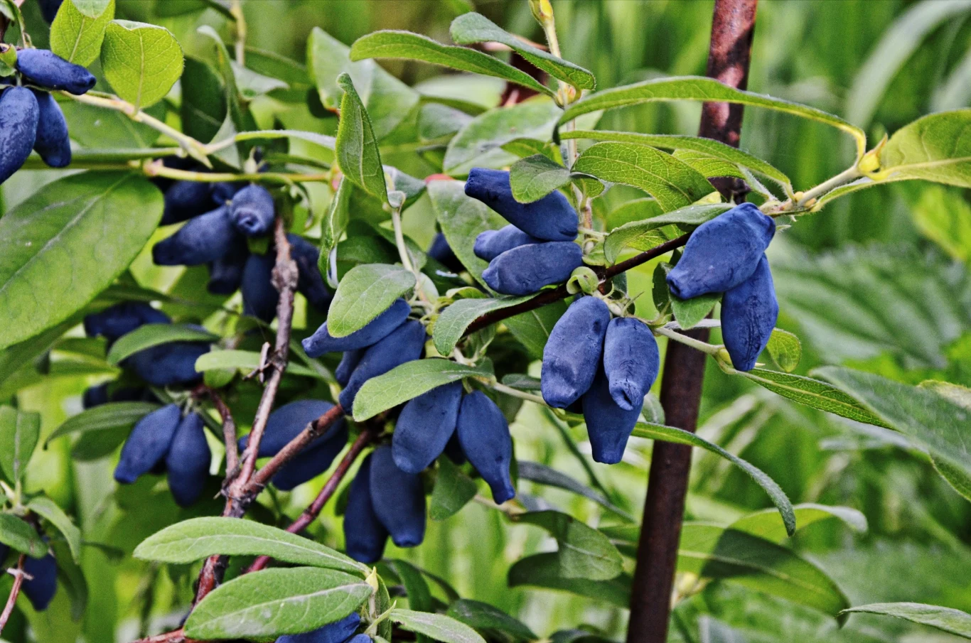 Jagoda kamczacka ma charakterystyczne owoce w kształcie walca. Są zdrowe, lecz Polacy rzadko je jedzą Jagoda kamczacka ma charakterystyczne owoce w kształcie walca. Są zdrowe, lecz Polacy rzadko je jedzą