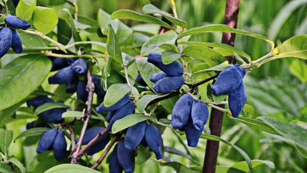 Jagoda kamczacka ma charakterystyczne owoce w kształcie walca. Są zdrowe, lecz Polacy rzadko je jedzą