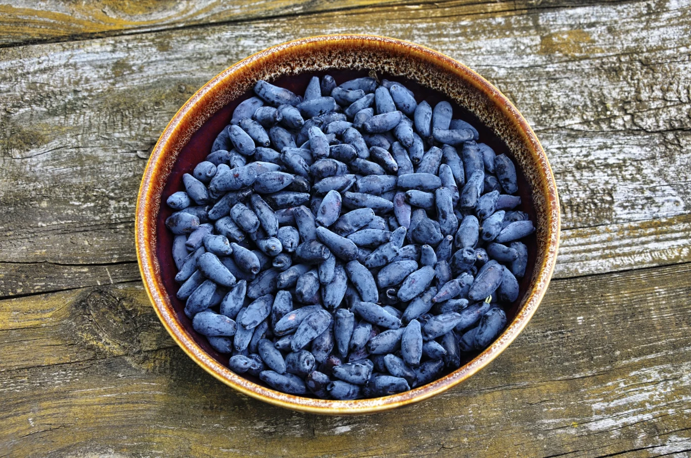 Jagoda kamczacka jest smaczna i nie ma przeciwwskazań, by znalazła się w diecie