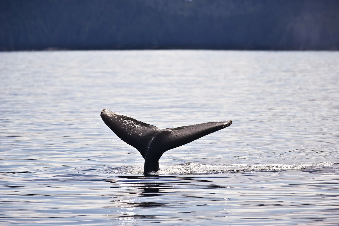 Innym wyjaśnieniem gwałtownego wzrostu liczby wielorybów wyrzuconych na brzeg może być to, że populacja niektórych gatunków wraca do poziomów sprzed masowych polowań na te zwierzęta