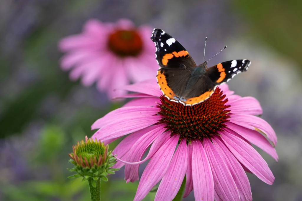 Jeżówka przez cały okres kwitnienia przyciąga do siebie motyle