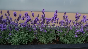 Koniecznie zrób to z lawendą w lipcu. Inaczej nie będzie kwitła