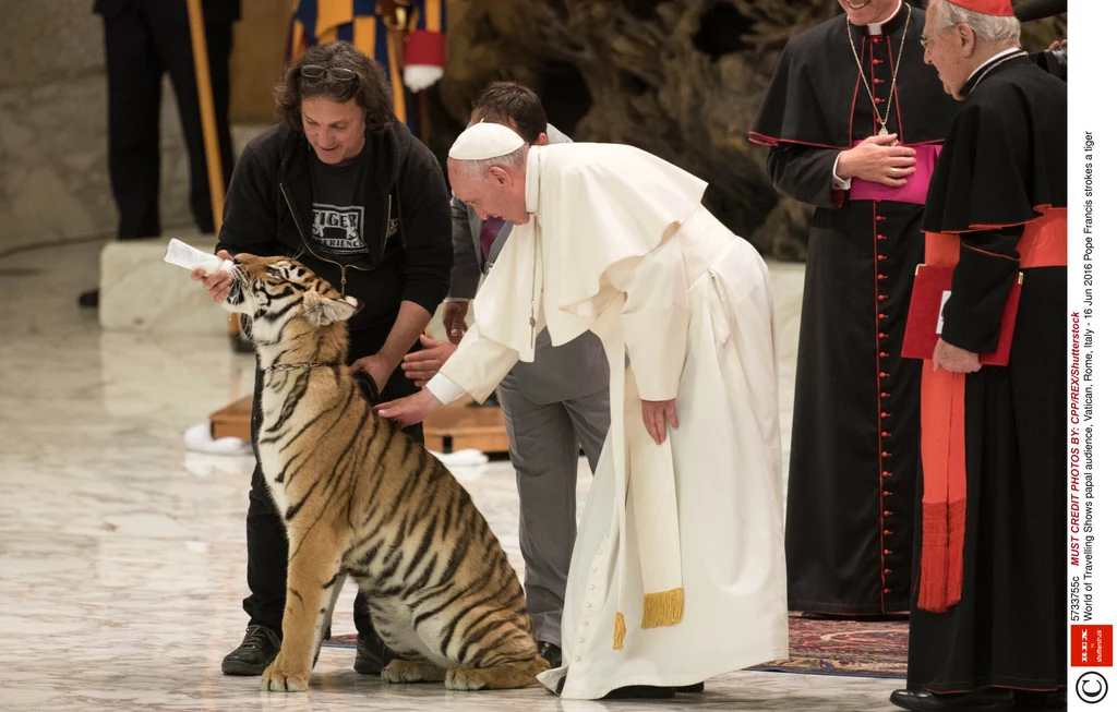 Papież Franciszek I głaszcze tygrysa/ CPP