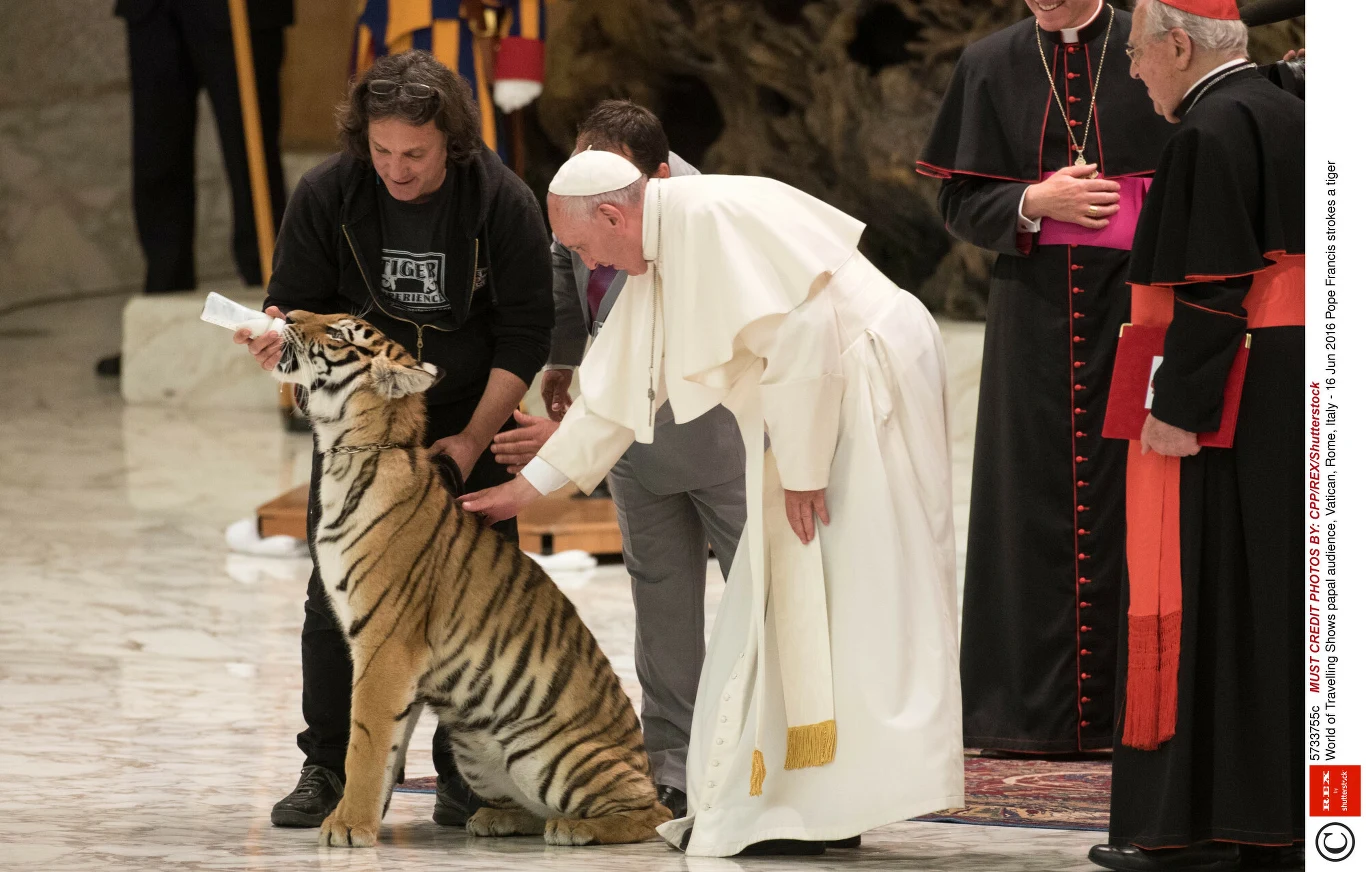 Papież Franciszek I głaszcze tygrysa/ CPP Papież Franciszek I głaszcze tygrysa/ CPP
