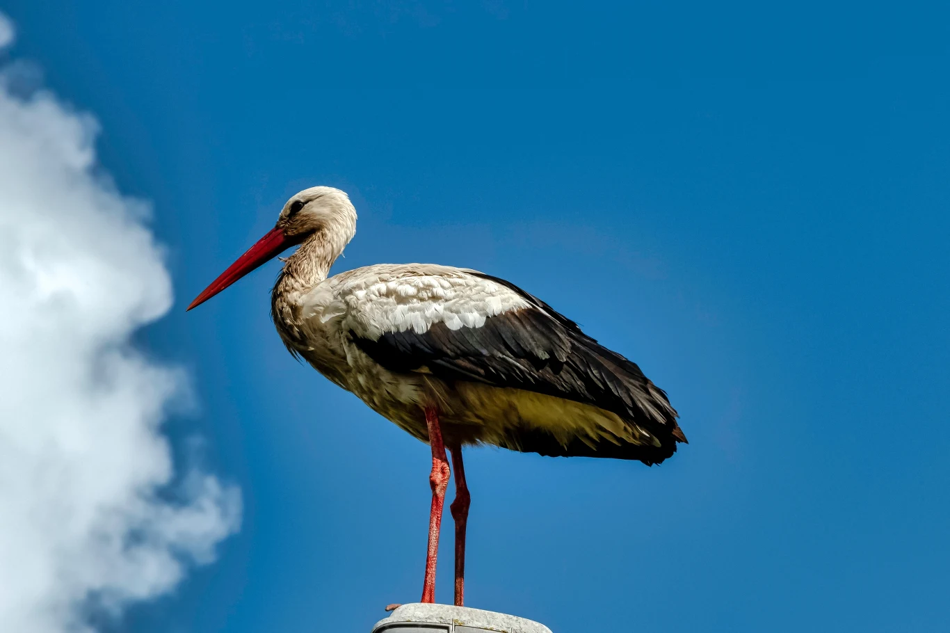 Bociany wracają zazwyczaj do dobrze znanych sobie gniazd