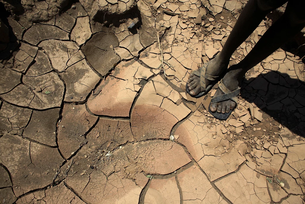 Prognozy dla Afryki nie są optymistyczne. Nasilająca się susza może skończyć się głodem wielu ludzi i zwierząt