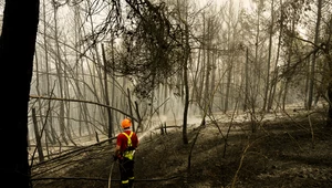 Zła wiadomość dla klimatu. Płonące lasy uwolniły rekordowo dużo CO2