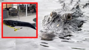 Aligator pływał w przydomowym basenie (źródło AFP/TvGuardian)