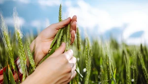 W I kw. 2023 r. dekoniunktura w polskim rolnictwie pogłębiła się. Zdjęcie ilustracyjne