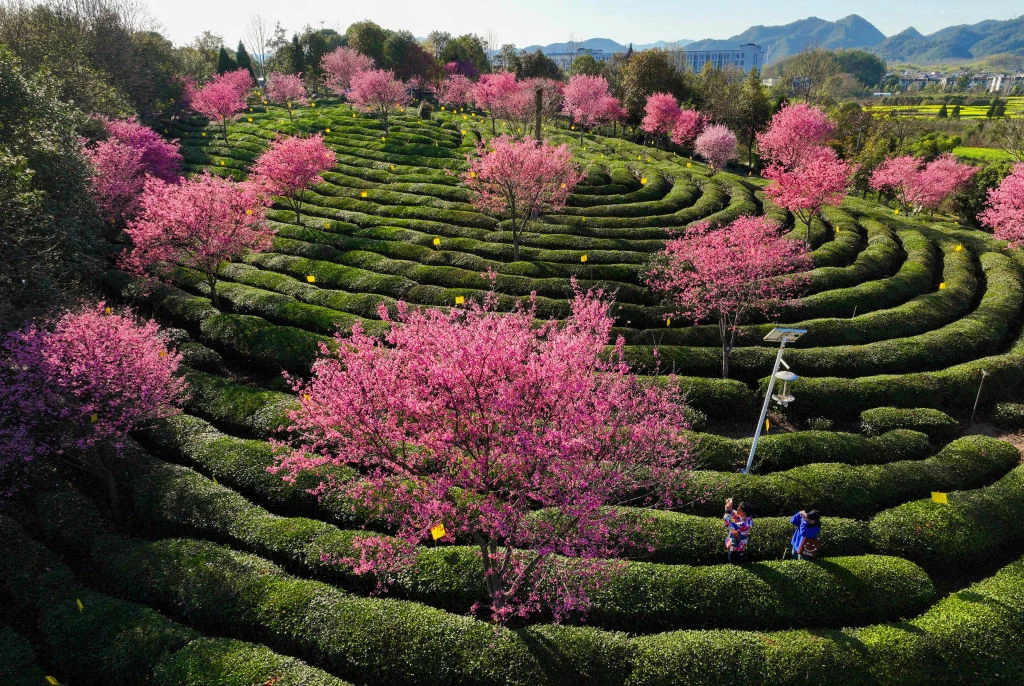 Kwitnące drzewa w Huangshan w Chinach Kwitnące drzewa w Huangshan w Chinach