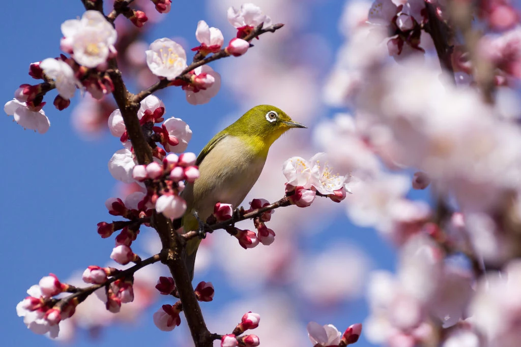 Ptak i Sakura
