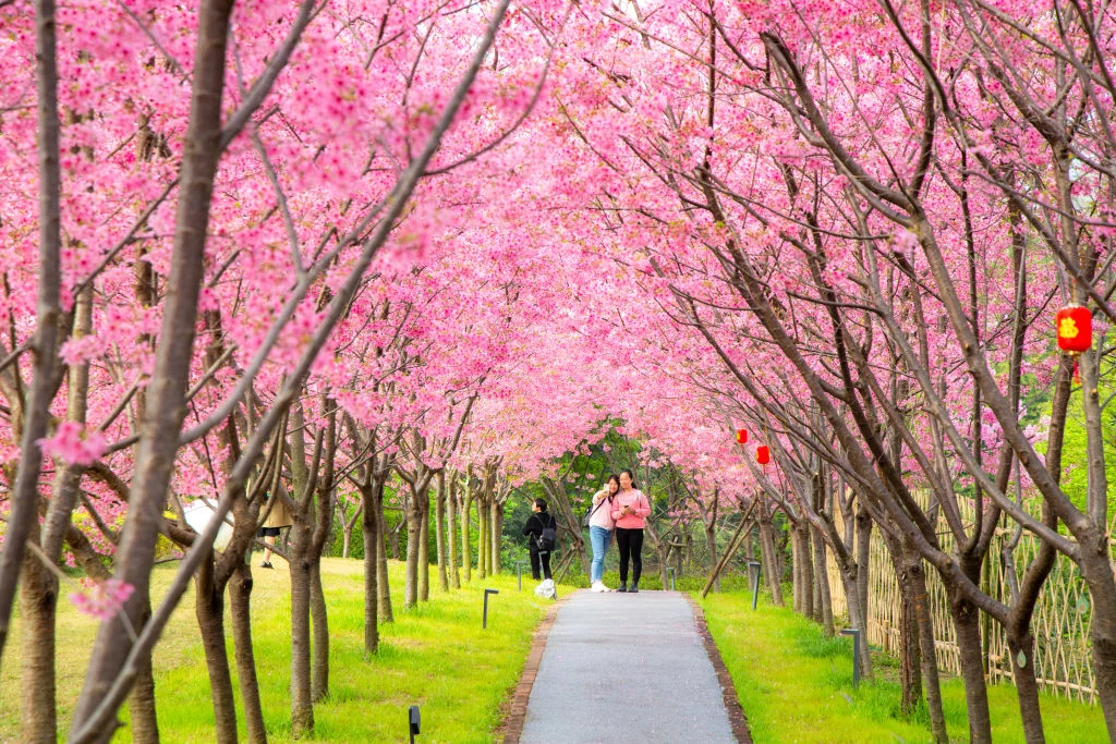 Aleja kwitnących wiśni. Fuzhou, Chiny