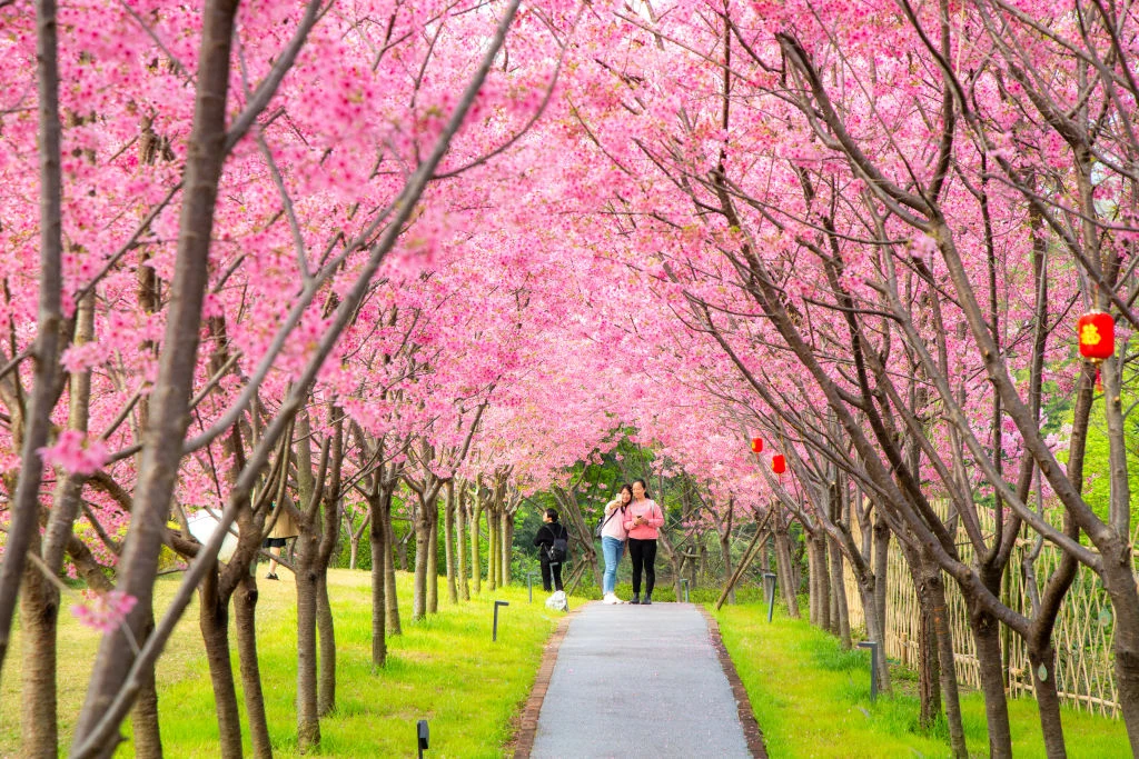 Aleja kwitnących wiśni. Fuzhou, Chiny Aleja kwitnących wiśni. Fuzhou, Chiny