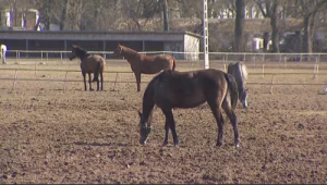 Niespokojna sytuacja w Janowie Podlaskim. Władze stadniny wydały komunikat