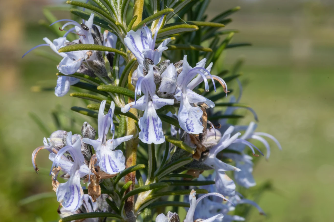 Kleszcze nie lubią zapachu rozmarynu