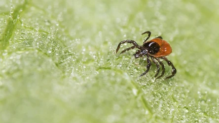 Kleszcze mogą ukrywać się w domu nawet przez kilka dni 