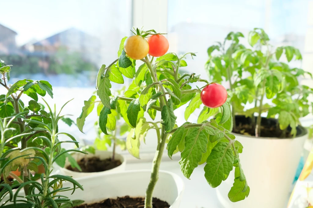 Niewiele osób wie, że pomidory można hodować także w domu