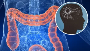 Naukowcy odkryli, że pewien szczep bakterii w jelitach wzmaga demencję i utratę pamięci u myszy oraz prawdopodobnie u ludzi