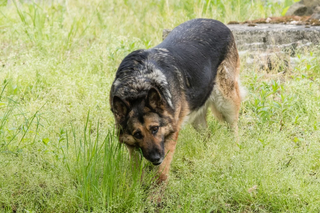 Poznaj przyczynę jedzenia trawy przez psa