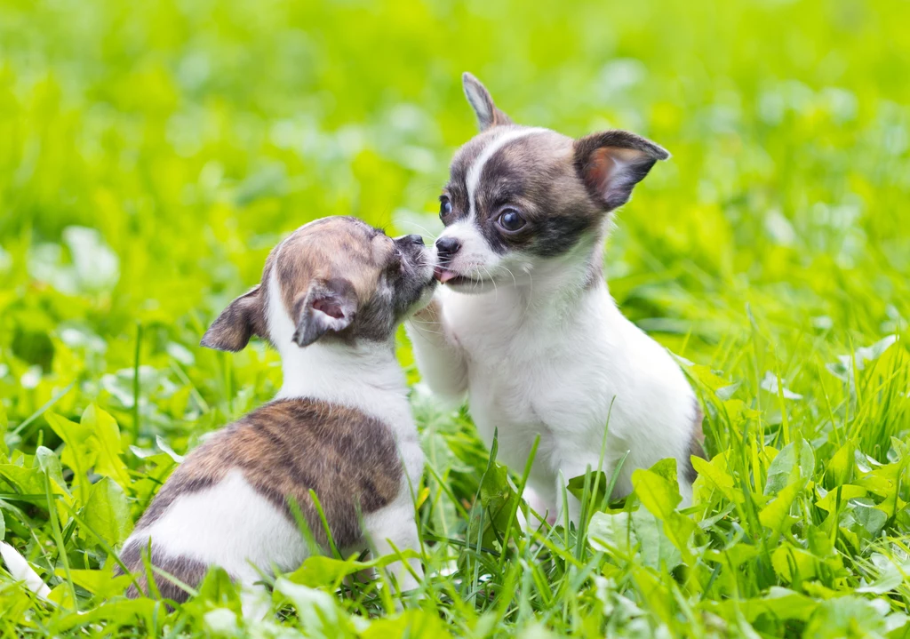 Pies skubie trawę, ponieważ może mieć problemy z żołądkiem